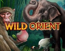 Wild Orient Wild Orient